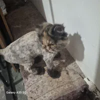 گربه پرشین نروماده