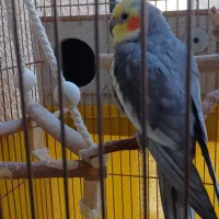 عروس هلندی سخنگو