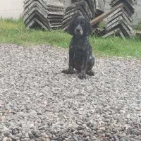 سگ شکاری سیتر فرانسه آموزش دیده چهارماه نر