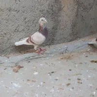 پیازی، آلمانی،موشی، هر سه ماده