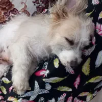 واگذاری شیترو تیریر|سگ|رشت, سیا اسطلخ|دیوار