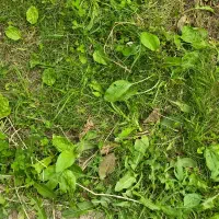 زمین-کشاورزی-در-روستای-هندور