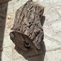 چوب پسته یا گردو