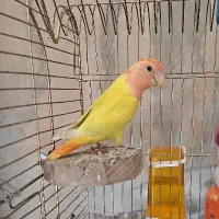 کوتوله برزیلی