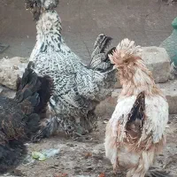 مرغ زینتی|حیوانات مزرعه|آران و بیدگل, |دیوار