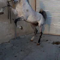 سیلمی عرب وارداتی|اسب و تجهیزات اسبسواری|گلپایگان, |دیوار