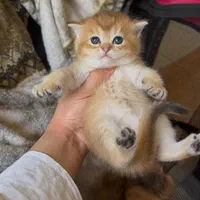 گربه های گوگولی اصیل ( اسکاتیش پرشین بریتیش )|گربه|مشهد, سجاد شهر|دیوار