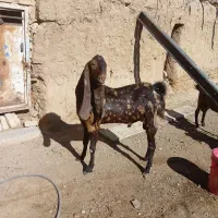 بز گلابی