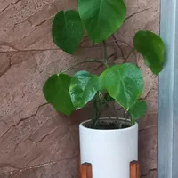 برگ‌ا انجیری به همراه گلدان