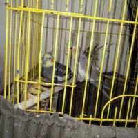 عروس هلندی جفت معاوضه با مرغ وخروس