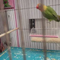 طوطی برزیلی سالم سرحال مطالق عکس|پرنده|رشت, شهرک شهید رجایی|دیوار