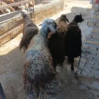 بره نره چاق قزل افشار