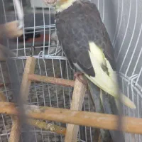 عروس نر و ماده همراه قفس و لانه|پرنده|رشت, سلیمانداراب|دیوار