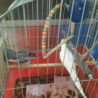 یک جفت عروس هلندی خانگی با پنج عدد تخم