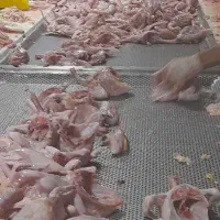 کار در قطعه بندی کشتارگاه خمین