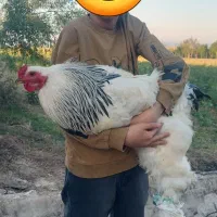 خروس برهما لایت