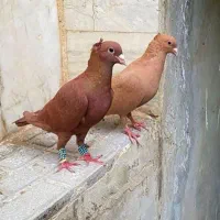 کبوتر گمشده