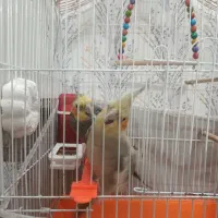 عروس هلندی|پرنده|مشهد, کشف|دیوار