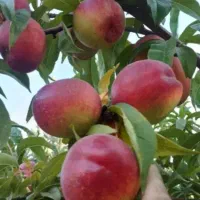 فروش عمده و خرده نهال|خدمات باغبانی و درختکاری|رشت, بازار|دیوار