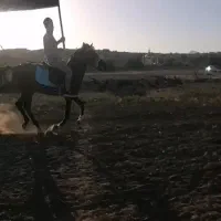 اسب مادیون به همراه کره اسب قیمت مناسب|اسب و تجهیزات اسبسواری|زرند, |دیوار