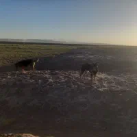 سگ ژرمن دوبرمن