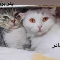 گربه نر میکس|گربه|رشت, فلسطین|دیوار