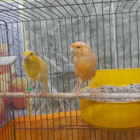 قناری نروماده ۲جفت مست مولود|پرنده|اهر, |دیوار