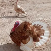 بقلمون نرماده بوربون