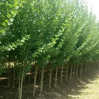 آخرین سری نهال صـنــوبــر ویژه پاییز از دست نده|خدمات باغبانی و درختکاری|خرمآباد, |دیوار