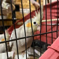 عروس هلندی دوماهه