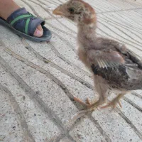 جوجه لاری