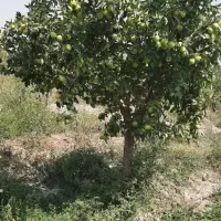 سیب لبنانی وگلابی  درگزی سردرختی   مشهد گلبهار|عمده‌فروشی|مشهد, امام خمینی|دیوار