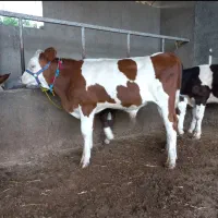 فروش صد راس گوساله سمینتال