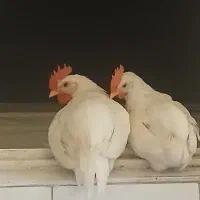 نیمچه خروس سفید