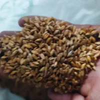 گندم|لوازم جانبی حیوانات|اهواز, کیانشهر|دیوار