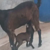 کهره نر|حیوانات مزرعه|ششده و قره بلاغ, |دیوار