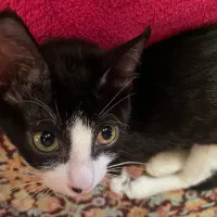 گربه تاکسیدو و دوقولو ها