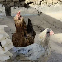 ۲عدد مرغ آراکانا اصیل زیبا و جوان تخم آبی ۵عددگلین