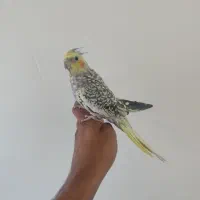 فروش عروس هلندی دستی نر