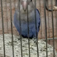 طوطی برزیلی معاوضه با پرنده