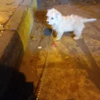 سک کوم شوده