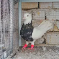 طوقی 7 رنگ|پرنده|شیراز, شهدای شهرک سعدی|دیوار