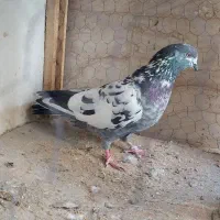 فروش کبوتر ماده پرشی