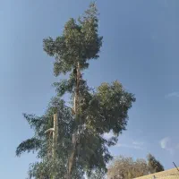 خرید چوب وبرش زدن درختهای مزاحم پیر