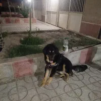 واگذاری سگ بومی به صورت رایگان برای تربت حیدریه