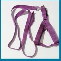 قلاده گربه و سگ|لوازم جانبی حیوانات|تهران, سبلان (لشگر)|دیوار