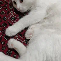 گربه (پدراسکاتیش و مادر پرشین )