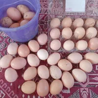 فروش تخم مرغ وتخم اردک اسرائیلی وجوجه اسرائیلی|حیوانات مزرعه|کومله, |دیوار