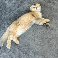 اسکاتیش گلد دبل فولد|گربه|مشهد, ولیعصر (شهرک غرب)|دیوار