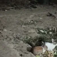 دو عدد خرگوش